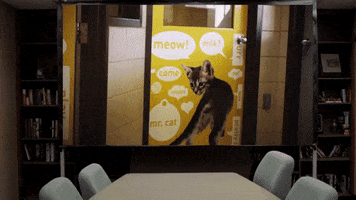 america  GIF