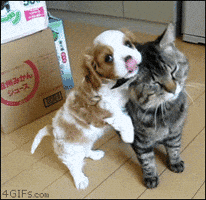 GIF