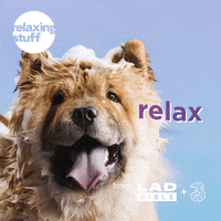 Chow Chow Dog GIF by Relaxing Stuff