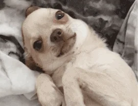 Puppy Chihuahua GIF