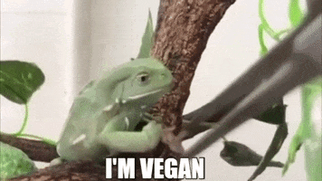 Meme GIF
