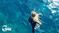 pix Scuba Diver Clipart Gif dive scubadive gif by flipper find