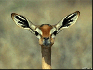 giraffe eat GIF