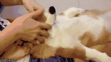 Dogs Massage GIF