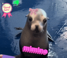 Mimine GIF