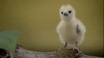 Baby Bird GIF by PBS