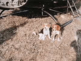 White House Dogs GIF by US National Archives