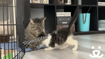 Fight Club Reaction GIF by Best Friends Animal Society