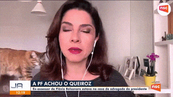 Gatos GIF