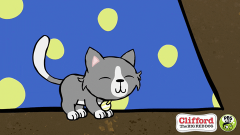 Dizzy Cat GIFs - Get the best GIF on GIPHY