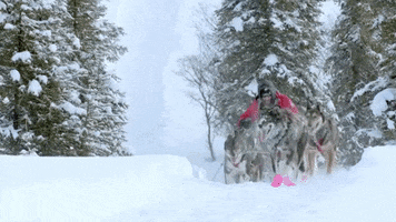 Dog Sled Race GIF