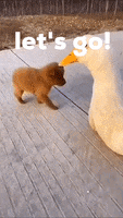 200.gif?cid=fc005b08530b6223799ba06607bc4c089f3a4b6b11fec909&rid=200.gif&ct=g