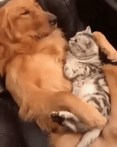 Cat And Dog Omg GIF by JustViral.Net