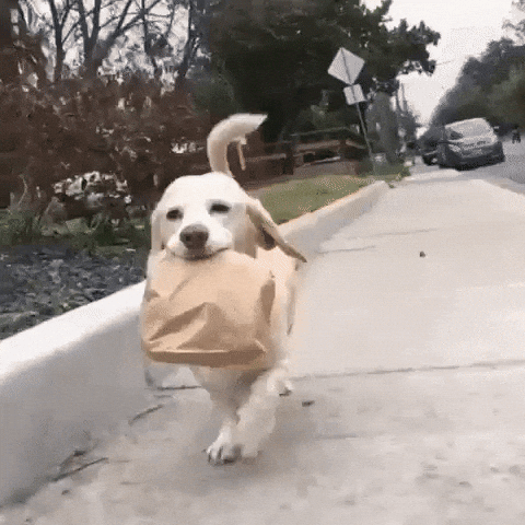 Dog Lunch GIF by MOODMAN - Find & Share on GIPHY