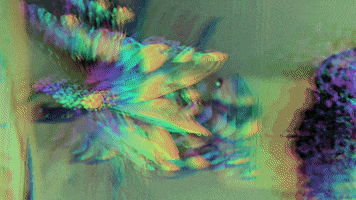 Rainbow Flowers GIF by Mollie_serena
