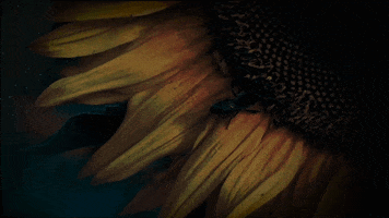 Film GIF