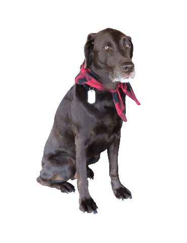 Summer Camp Dog Sticker by Mapleridge Ranch