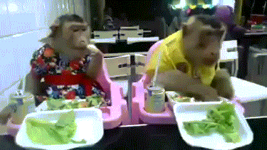 Monkey Eating GIF - Find & Share on GIPHY