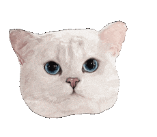 White Cat Cats Sticker by Floofsy