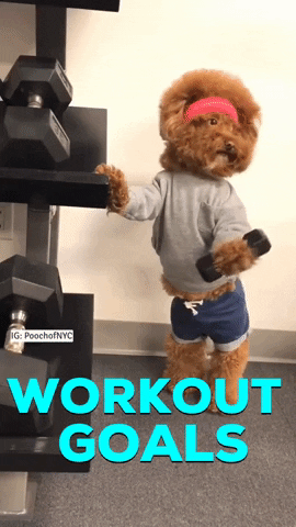 Dog-workout GIFs - Get the best GIF on GIPHY