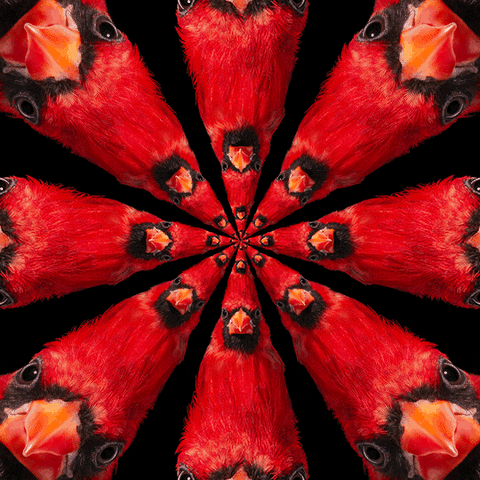Angry Birds What The Fuck GIF by Feliks Tomasz Konczakowski