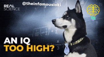 Husky GIF by Loki