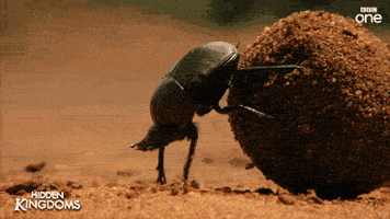 dung beetle ball GIF