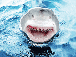 art shark GIF by Ryan Seslow
