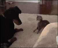 cat attack dog gif