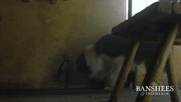 Dog Shears GIF by Searchlight Pictures