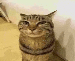 Mandela Affect GIF