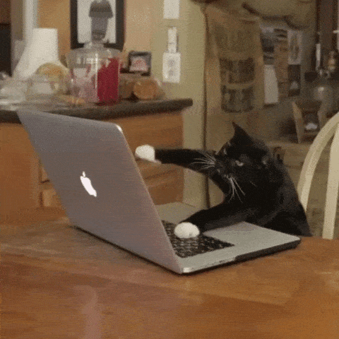 cat laptop GIF