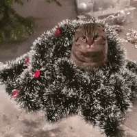 National Cat Day in 19 GIFs