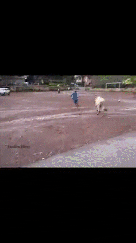 Animated GIF