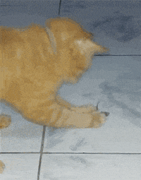 Cat And Mouse Gifs Get The Best Gif On Giphy