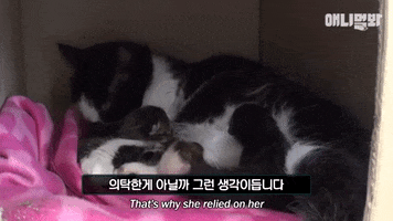 SBSTVAnimal cats animal tv show korea GIF