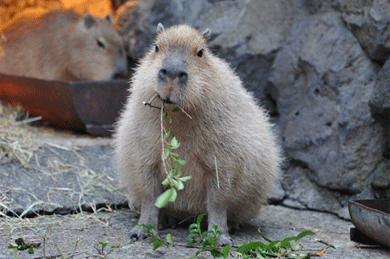 Capivara GIFs - Get the best GIF on GIPHY