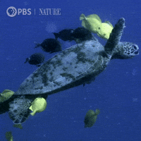 Oceans Day Gifs Get The Best Gif On Giphy Oceans Day Gifs Get The Best Gif On Giphy