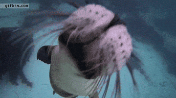 seal floating GIF