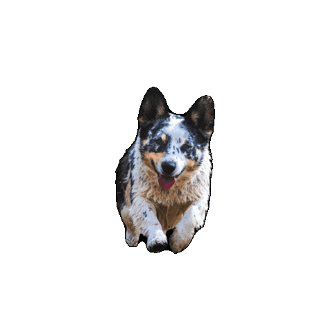 Dog Carl Sticker by Riley Green