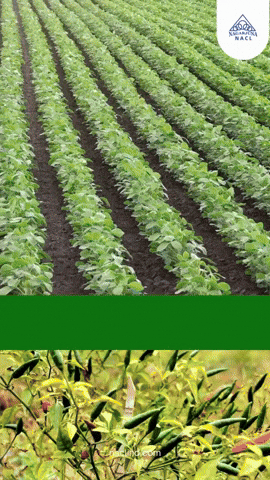 Pesticides GIF