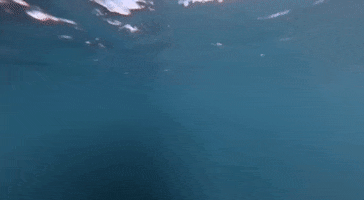 Killer Whale Attack GIF by GIPHY News