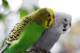 bird love GIF