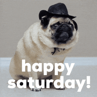 Saturday Morning Dog GIF by Sealed With A GIF