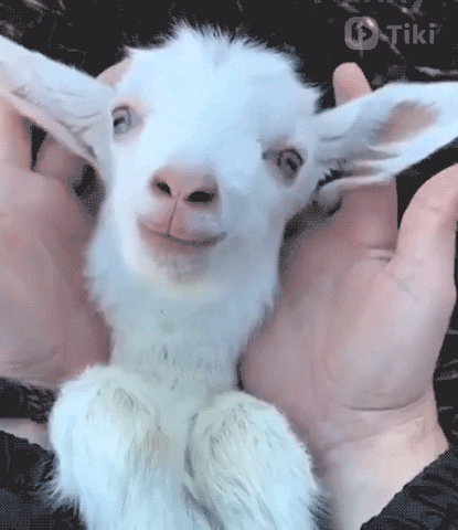 Video gif. A person holds a baby goat in their lap, folding its ears over its eyes, then letting go, playing peek-a-boo.