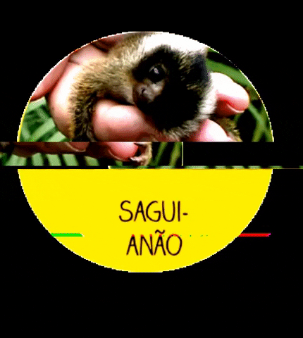 menoresbichosdobrasil animals nature animal brasil GIF