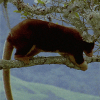 Tree-kangaroo GIFs - Get the best GIF on GIPHY