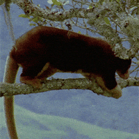 Tree-kangaroo GIFs - Get the best GIF on GIPHY Tree-kangaroo GIFs - Get the best GIF on GIPHY