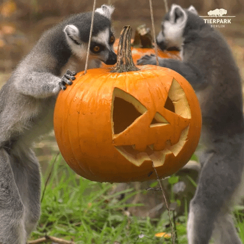 Halloween Pumpkin GIF by Tierpark Berlin