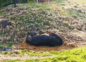 Horse GIF